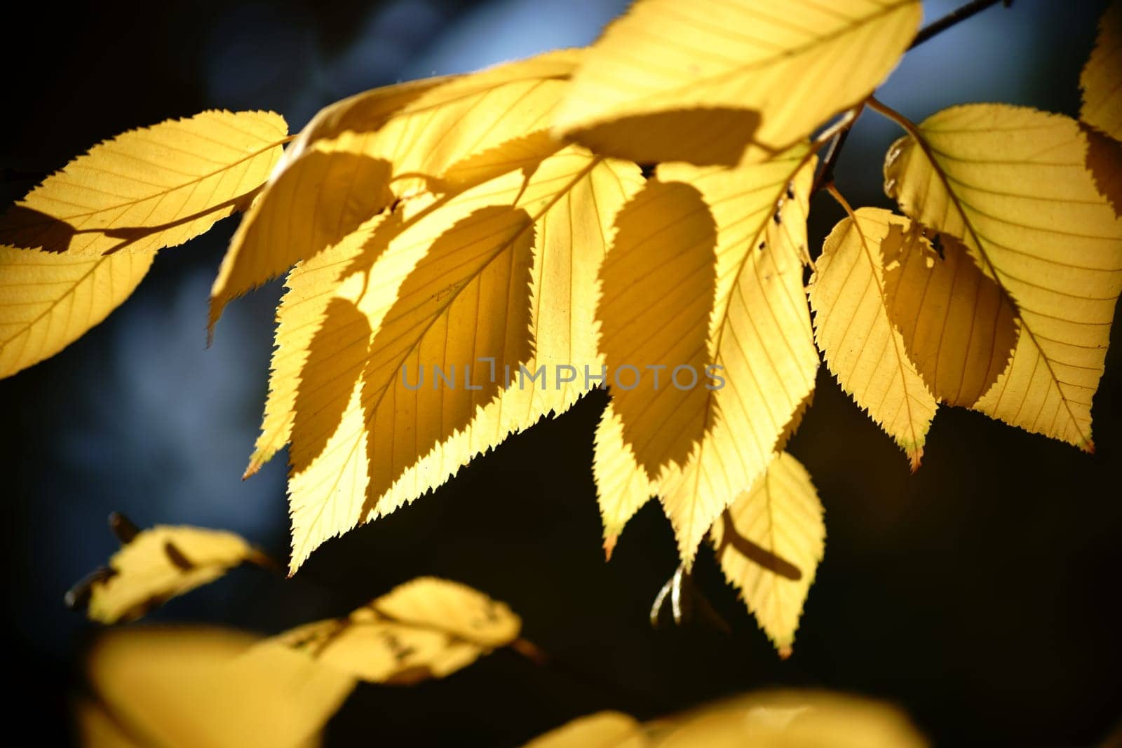 The yellow leaves of the Siberian yellow birch in autumn and in backlight.