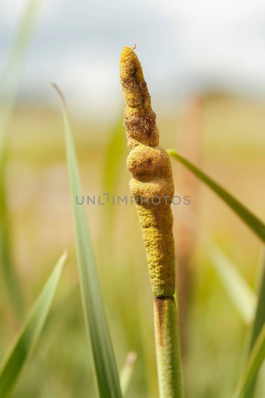 Tube pistons - Typha in a detailed view