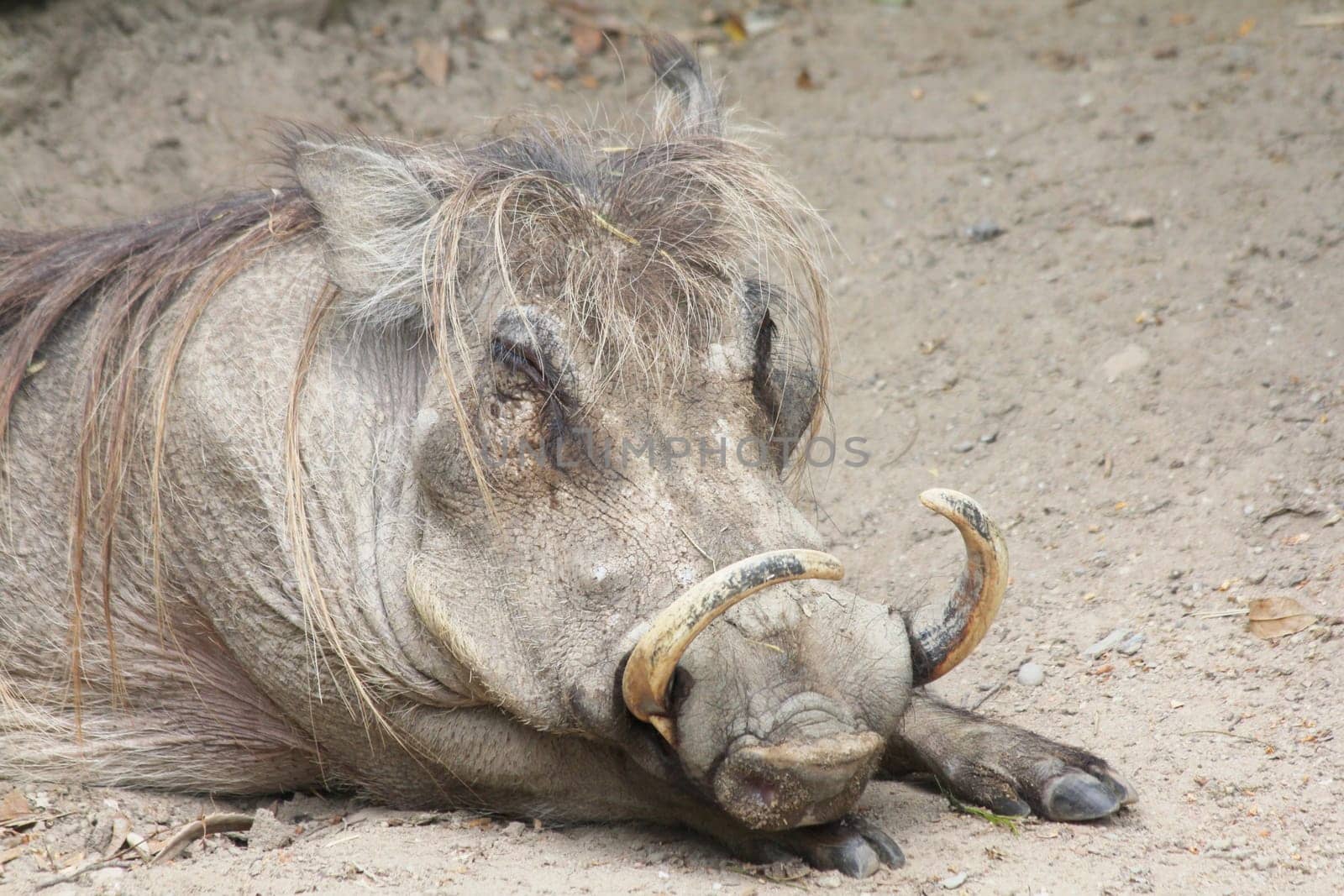The warthog (Phacochoerus africanus) is a species of mammal native to many parts of Africa.