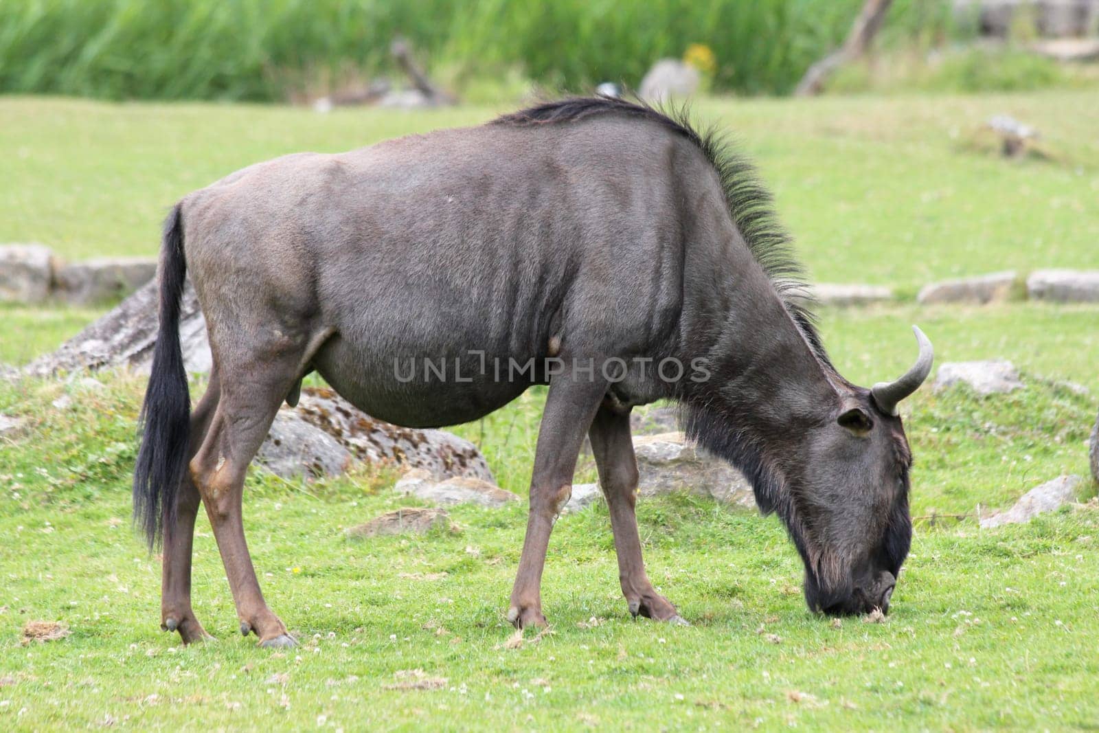 The wildebeest (Connochaetes) is a genus of African antelope that lives in large herds.
