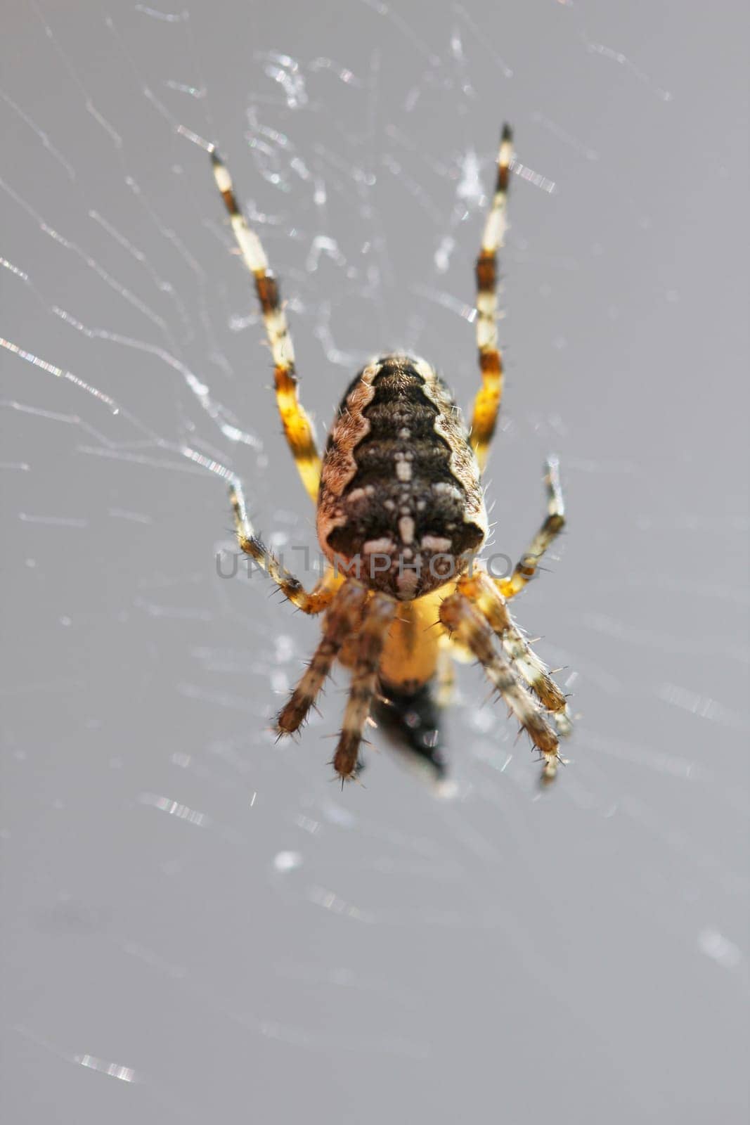 A garden cross spider (Araneus diadematus) in its web.