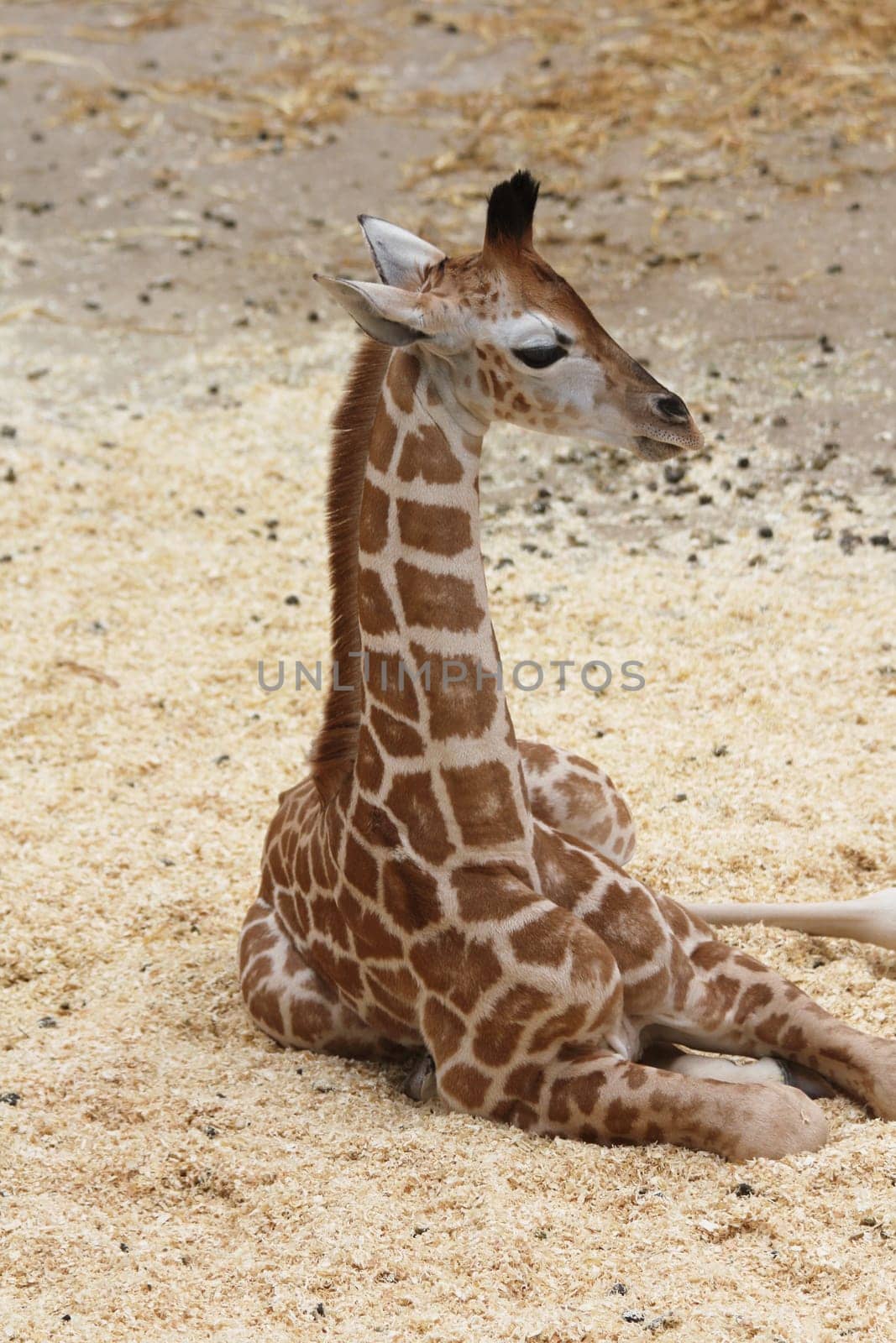 a portrait of a giraffe (Giraffa camelopardalis).