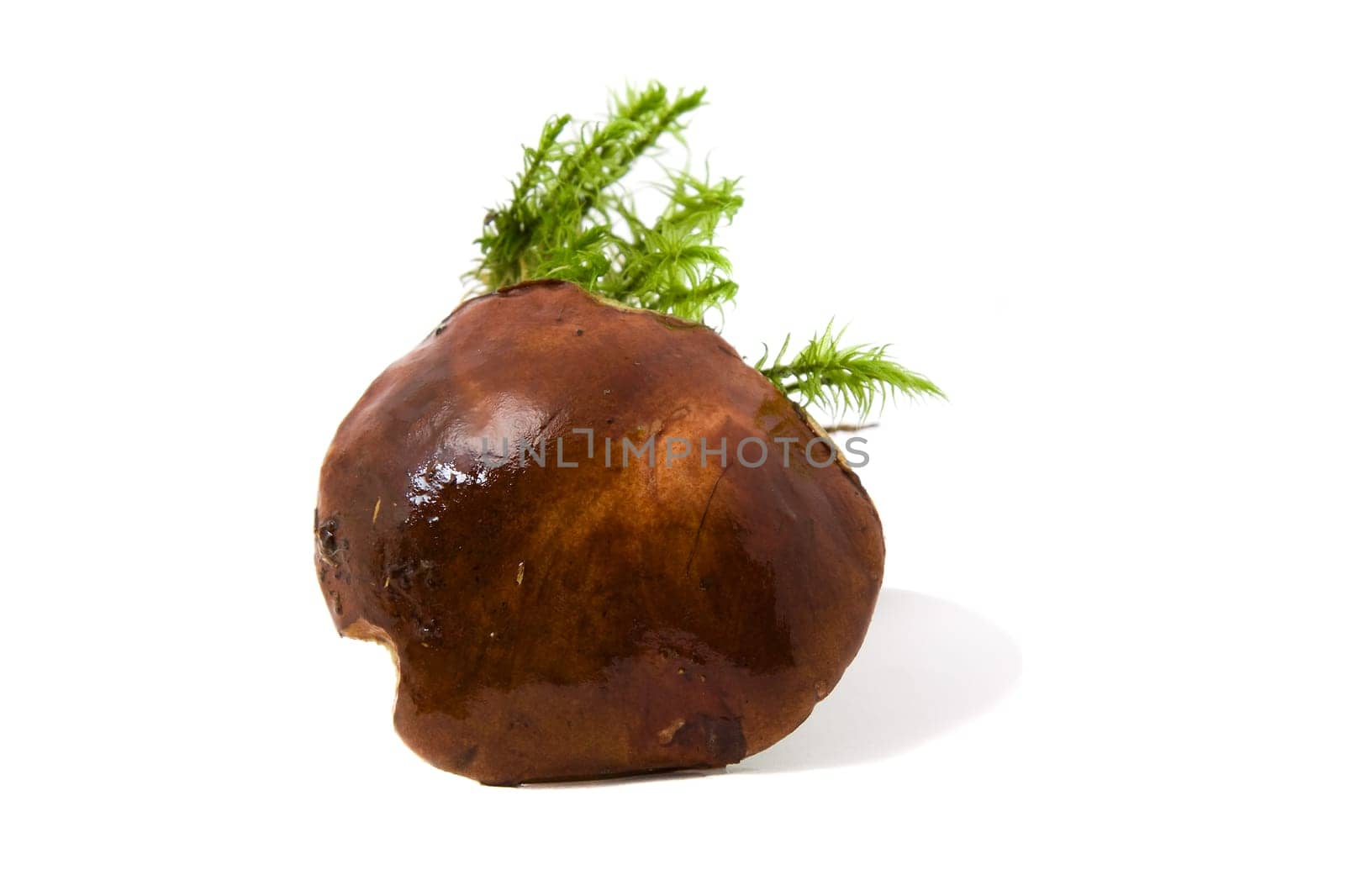 The Polish mushroom with a moss, photographed on a white background