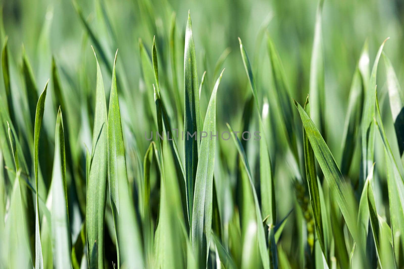 photographed close up green leaves of wheat, close-up, Spring