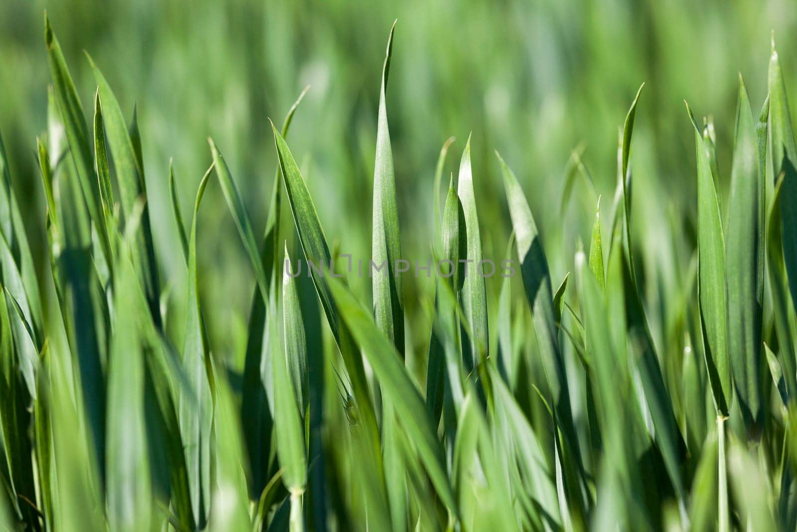 photographed close up green leaves of wheat, close-up, Spring