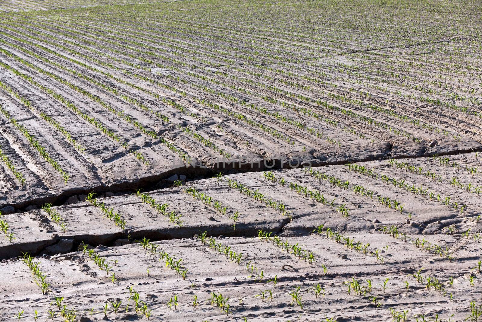 Agricultural field,  this position the cracked earth. early summer