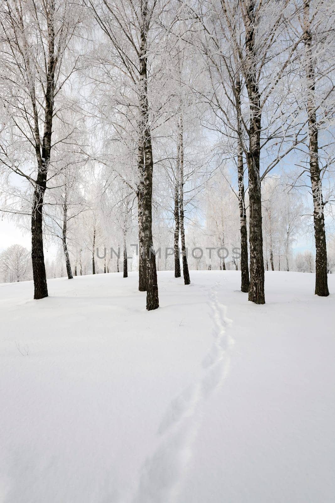 the small road photographed in a winter season