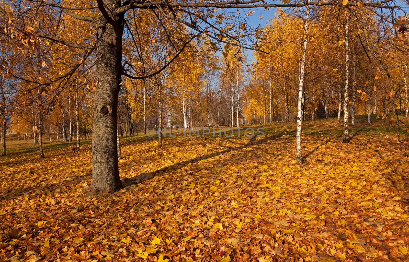 the trees growing in the territory of the wood   in an autumn season