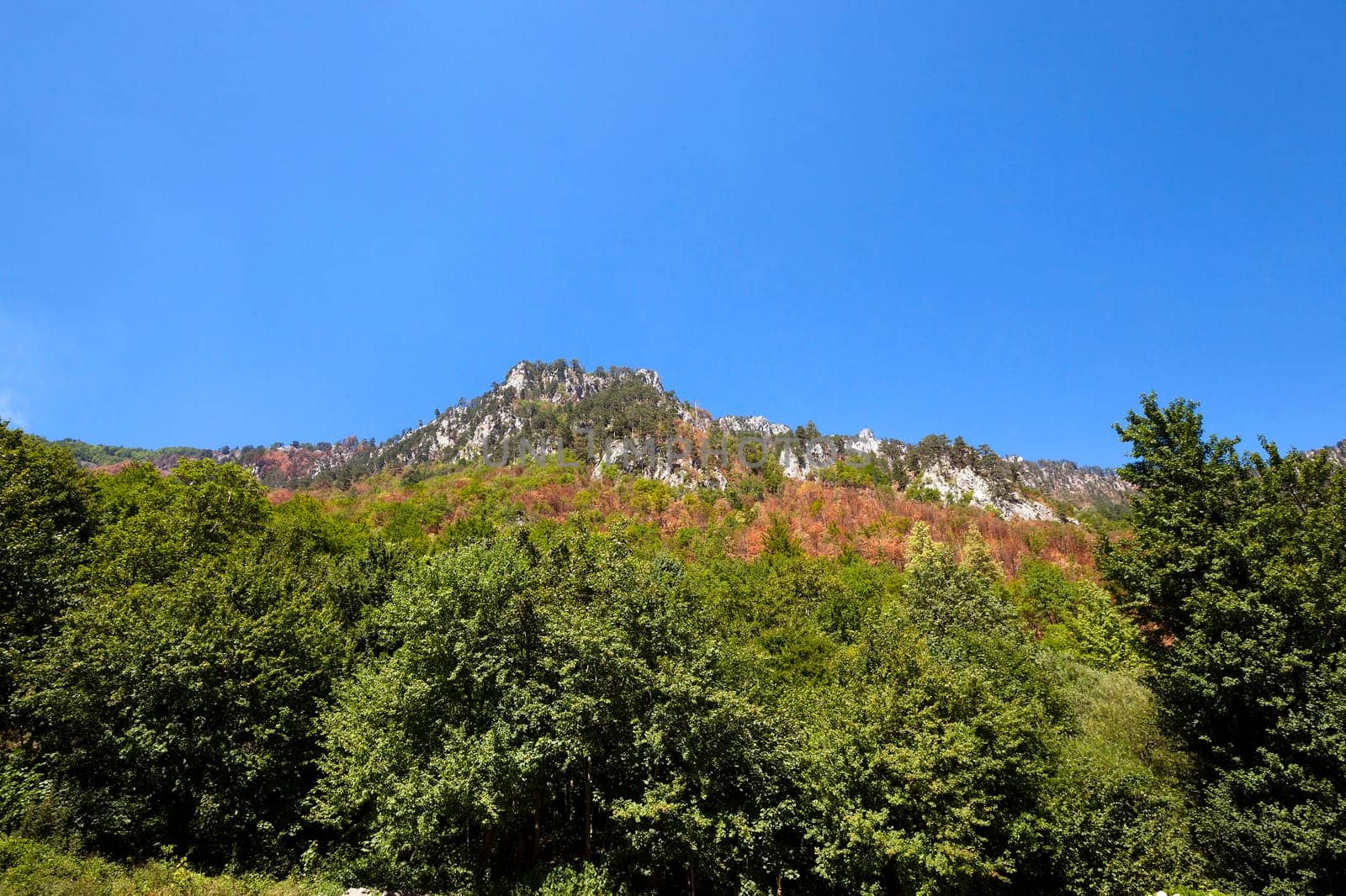 the mountains covered with various trees, other plants, Montenegro
