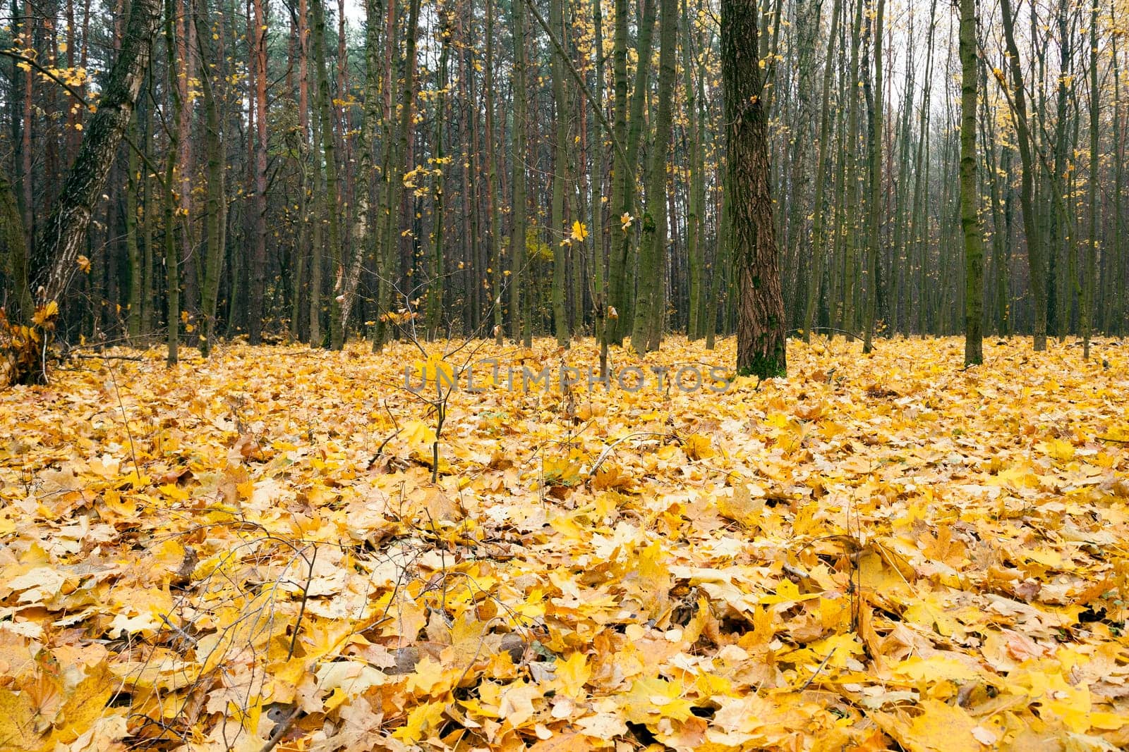 the trees photographed in autumn time, close up