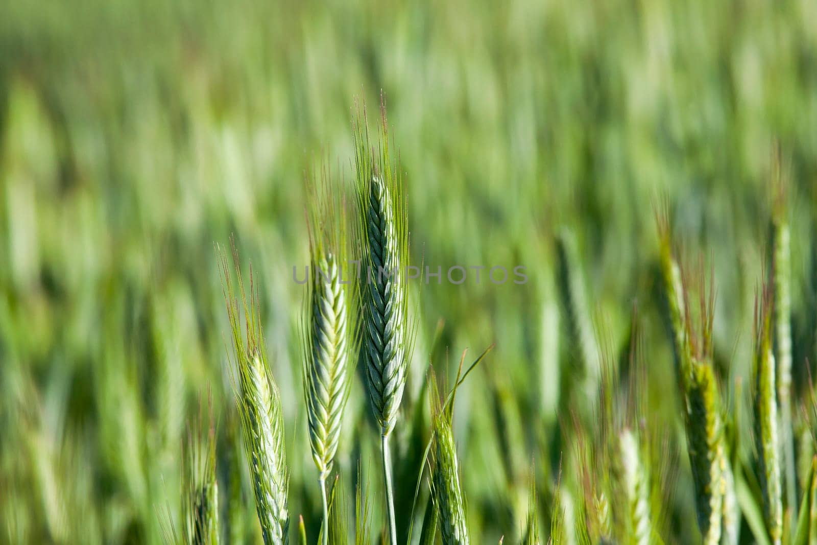 photographed close-up farm field on which grow green immature cereals. Spring
