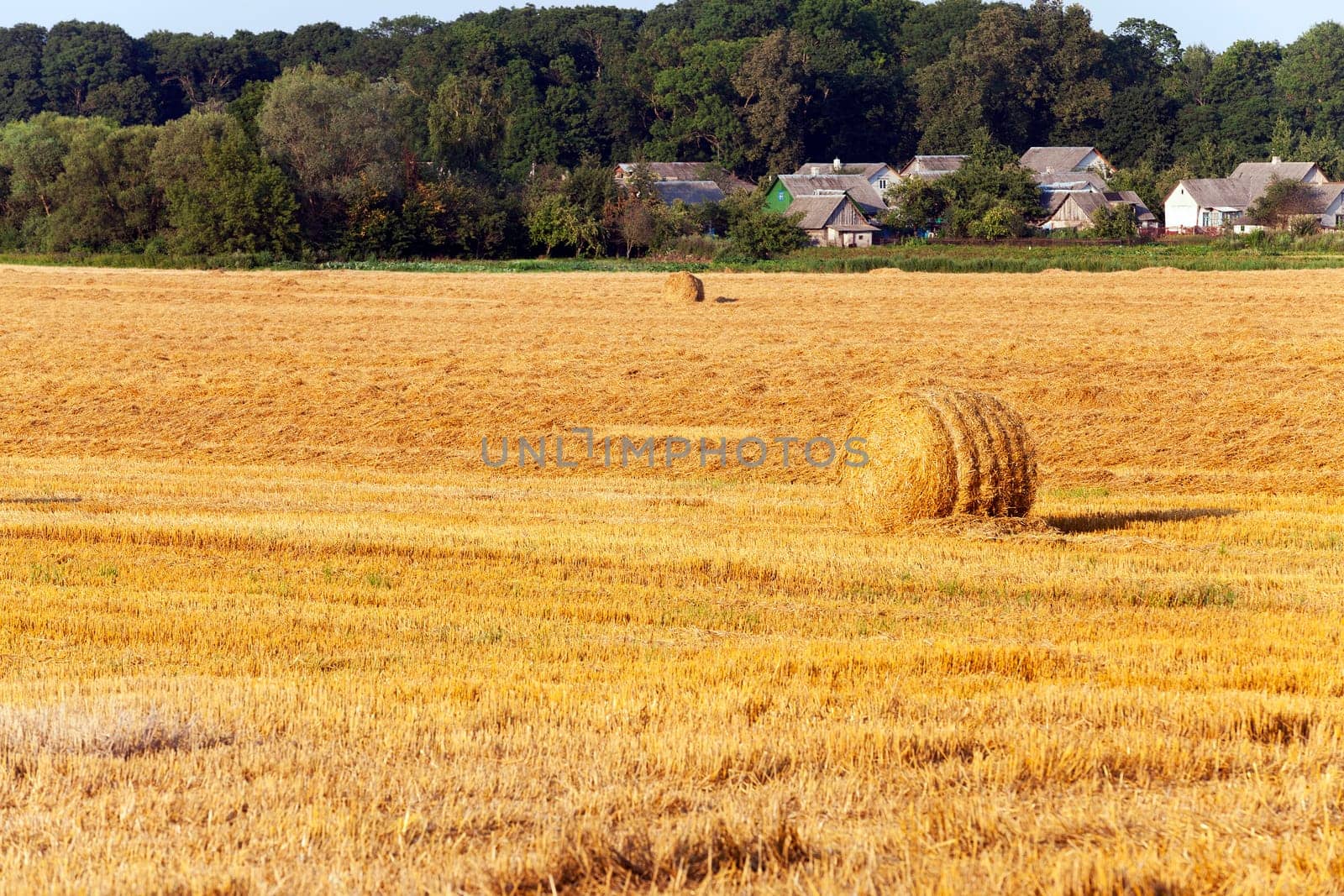 the straw put in a stack after wheat harvesting