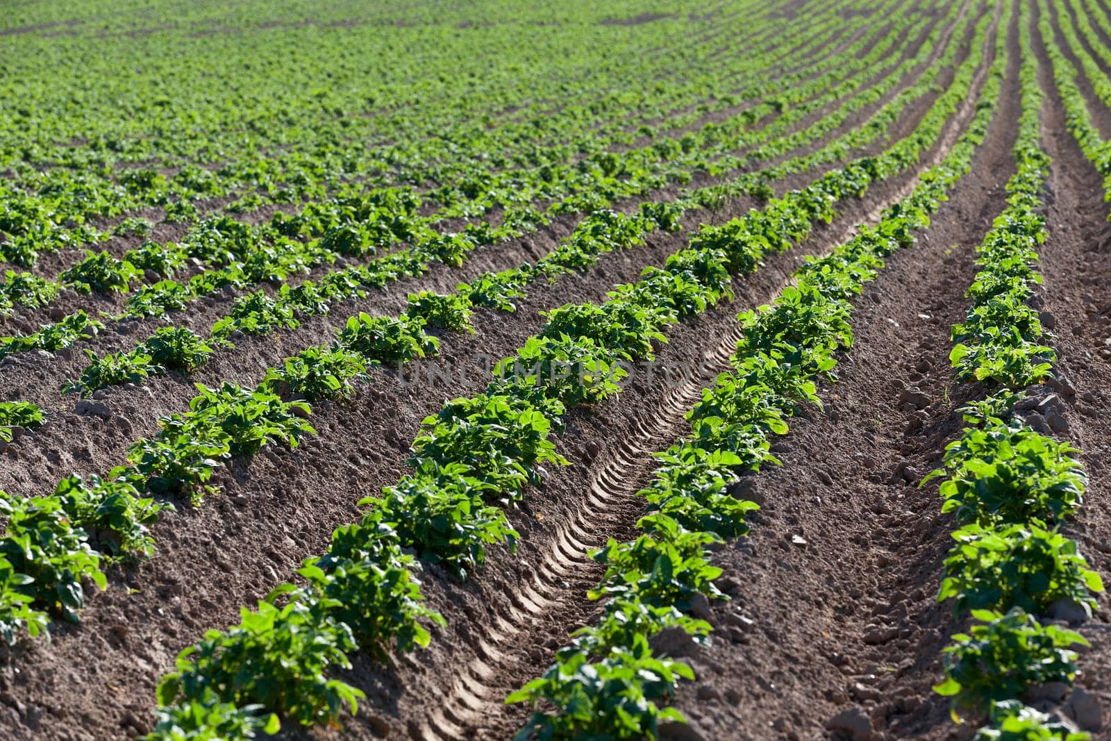 photographed close-up green shoots of potatoes. furrow, spring
