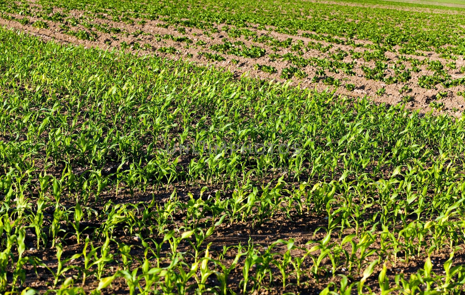 the sprouts of young corn photographed by a close up