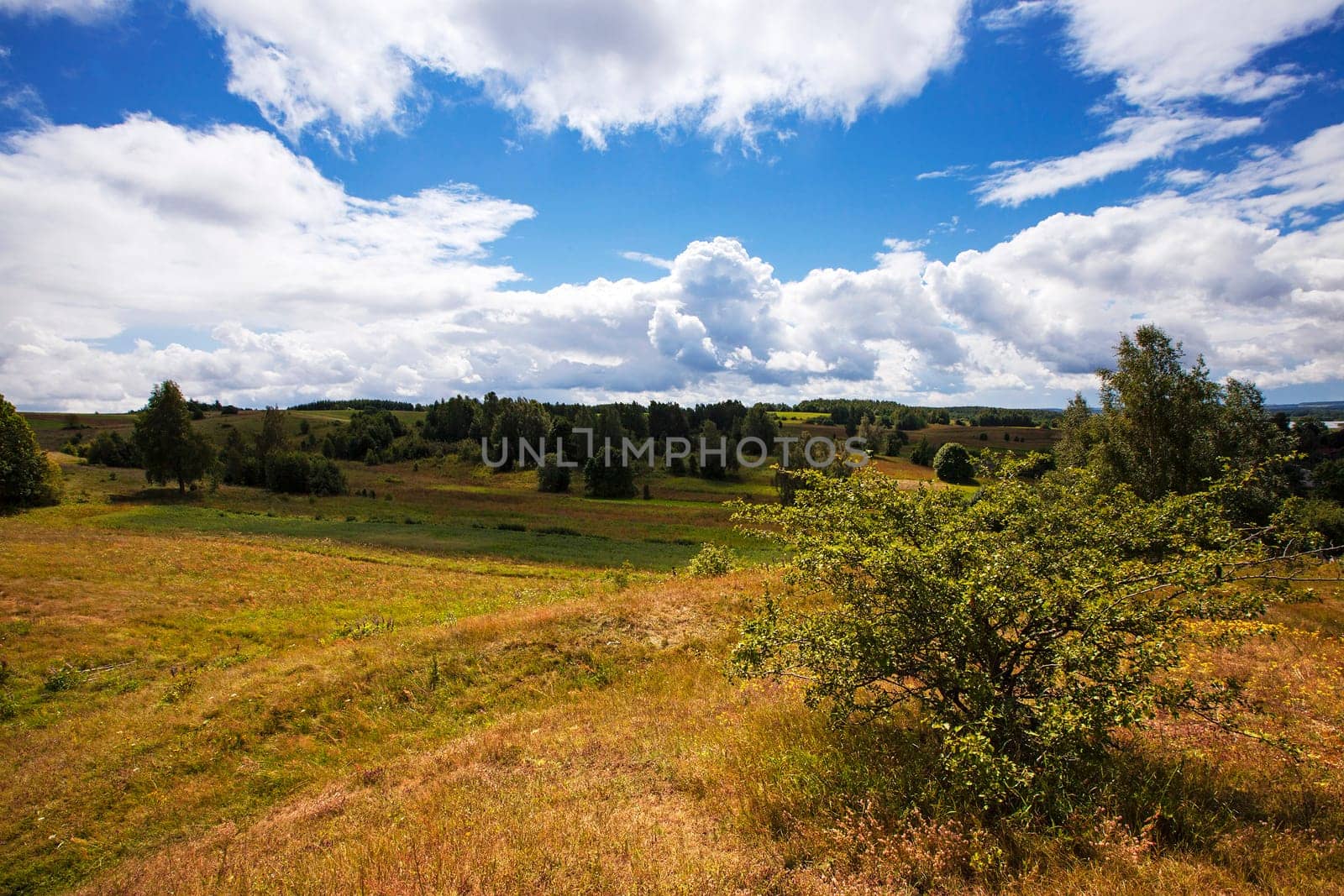 agriculture field where trees and dry grass. The uneven surface of the earth. Cloudy.