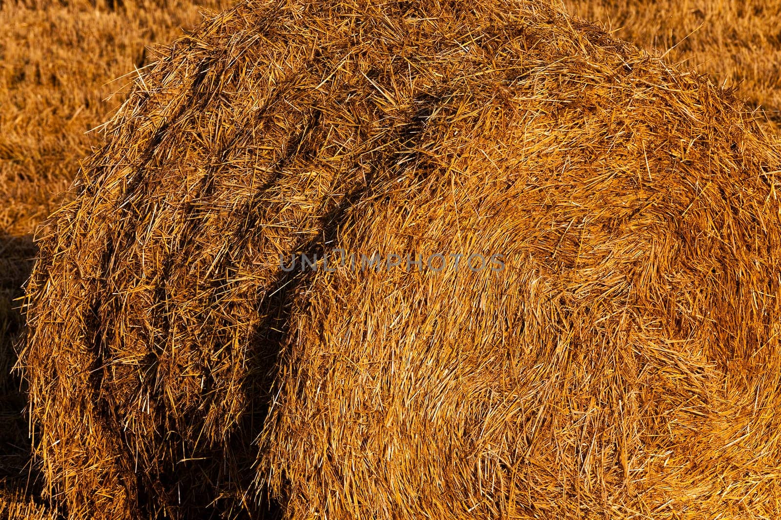 the straw put in a stack after wheat harvesting