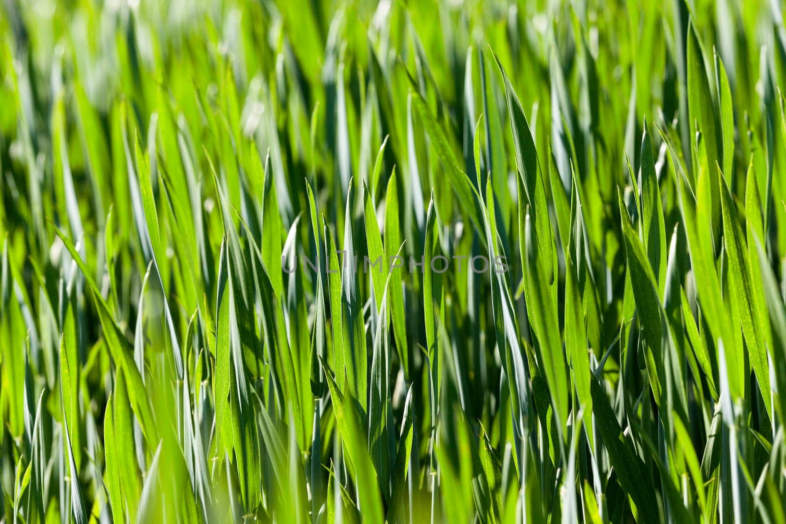 Agricultural field on which grow unripe green grass in spring season