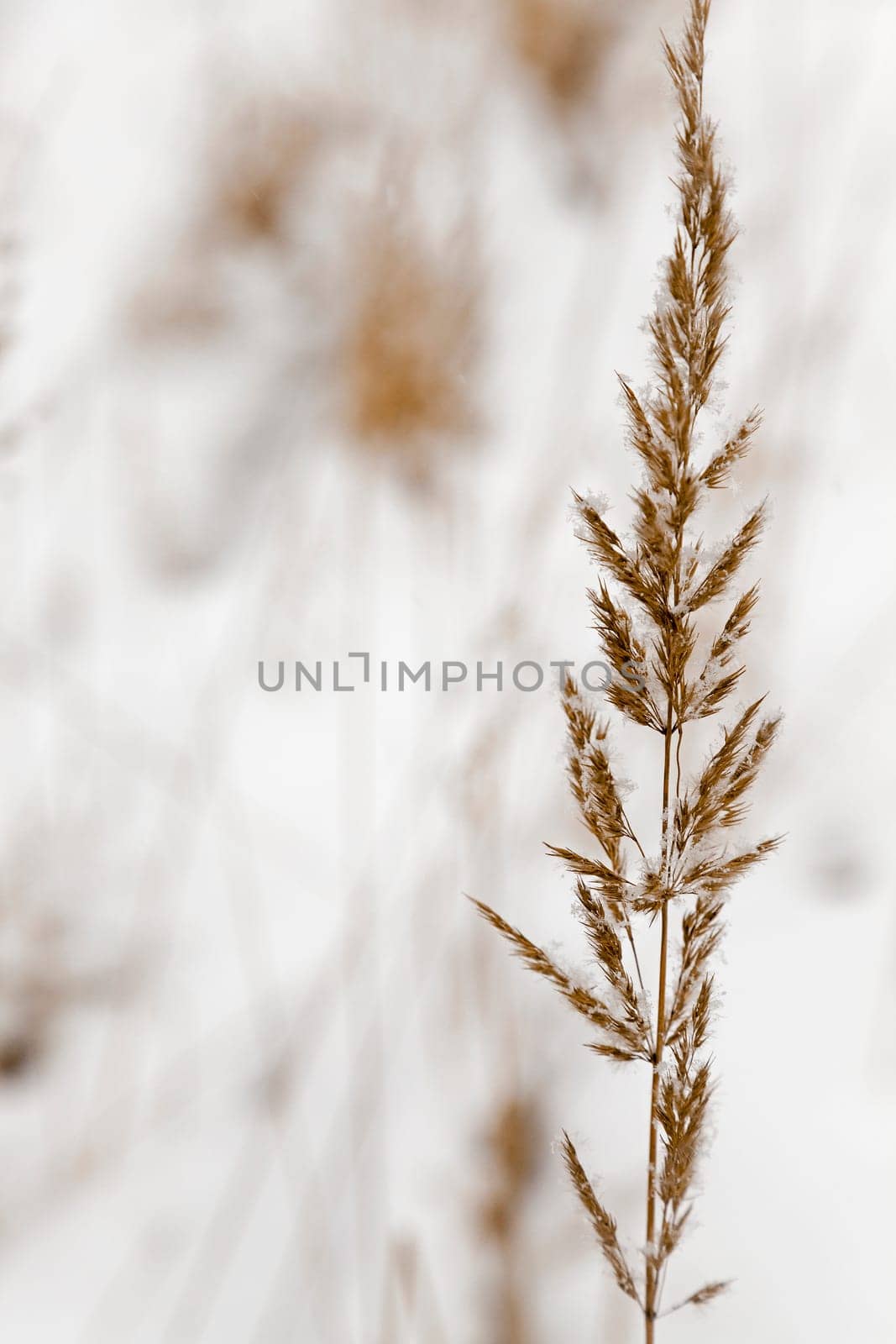 winter grass seeds  Photographed by close up