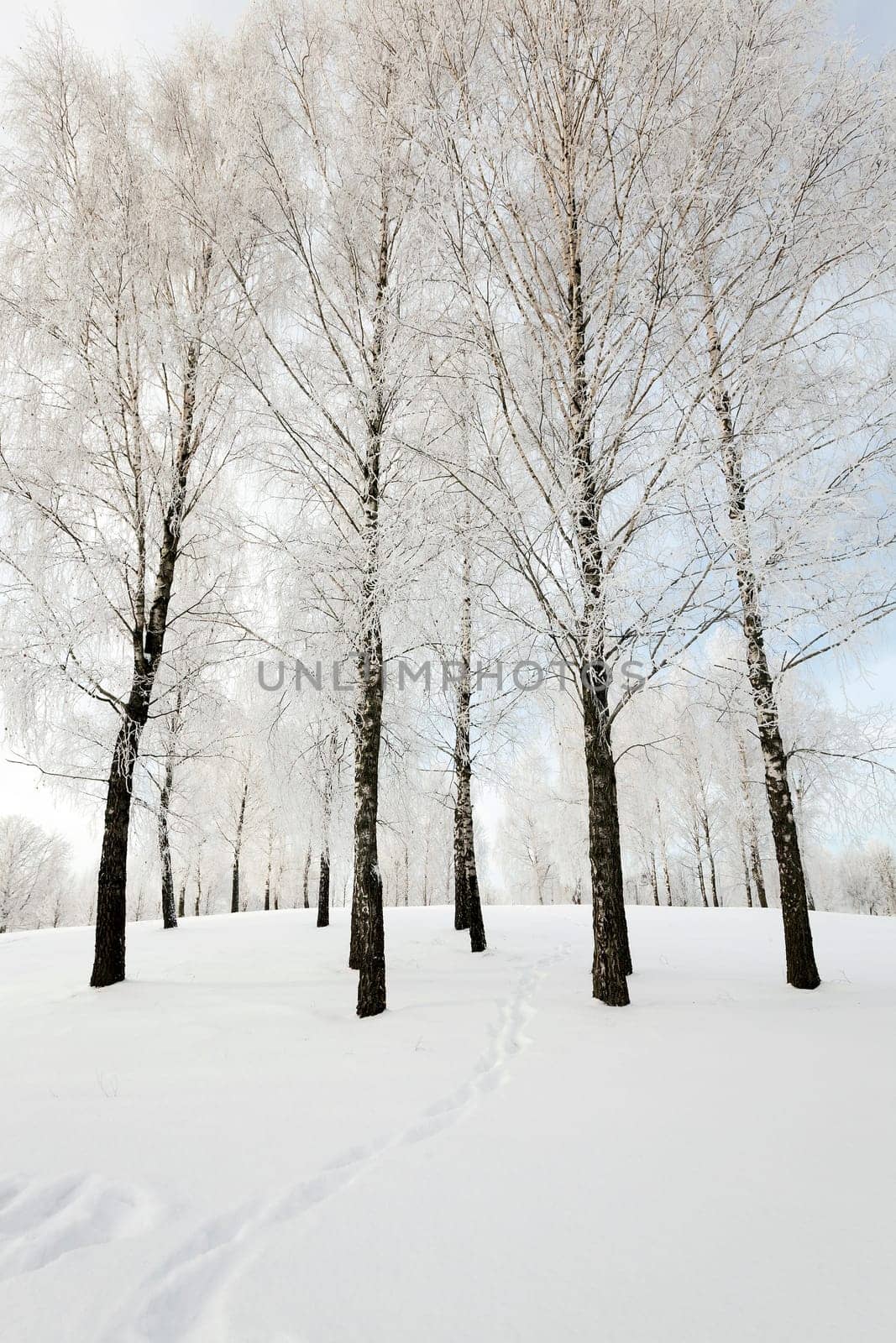 the trees photographed in a winter season.