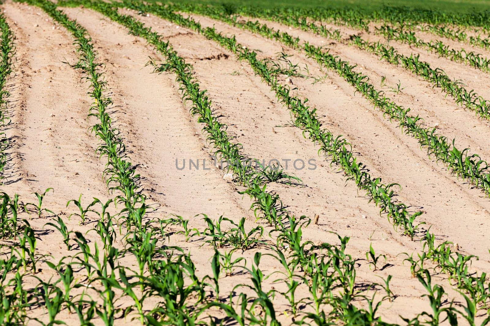 Agricultural field on which grow the young green corn. close-up. Spring