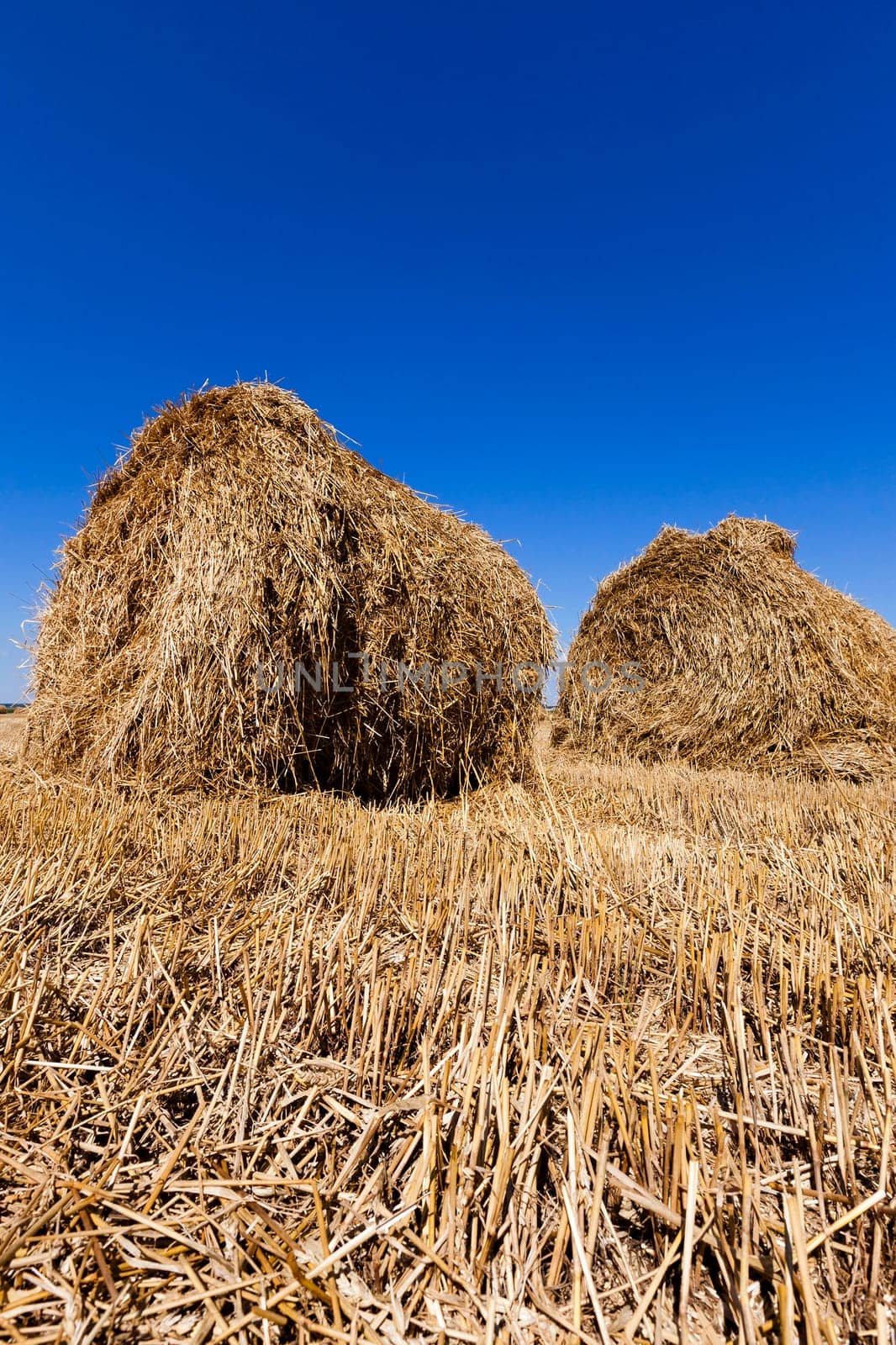 in a stack of twisted straw remains in the field after harvesting cereal