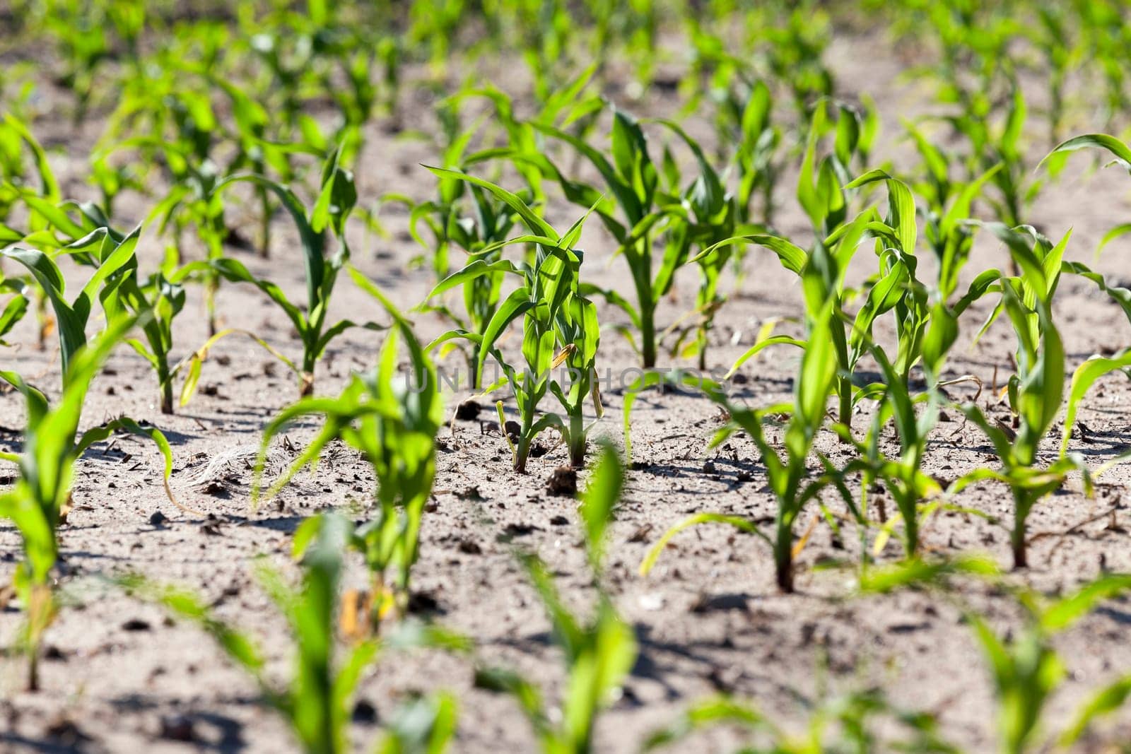 an agricultural field, which is growing young green corn. Spring. close-up