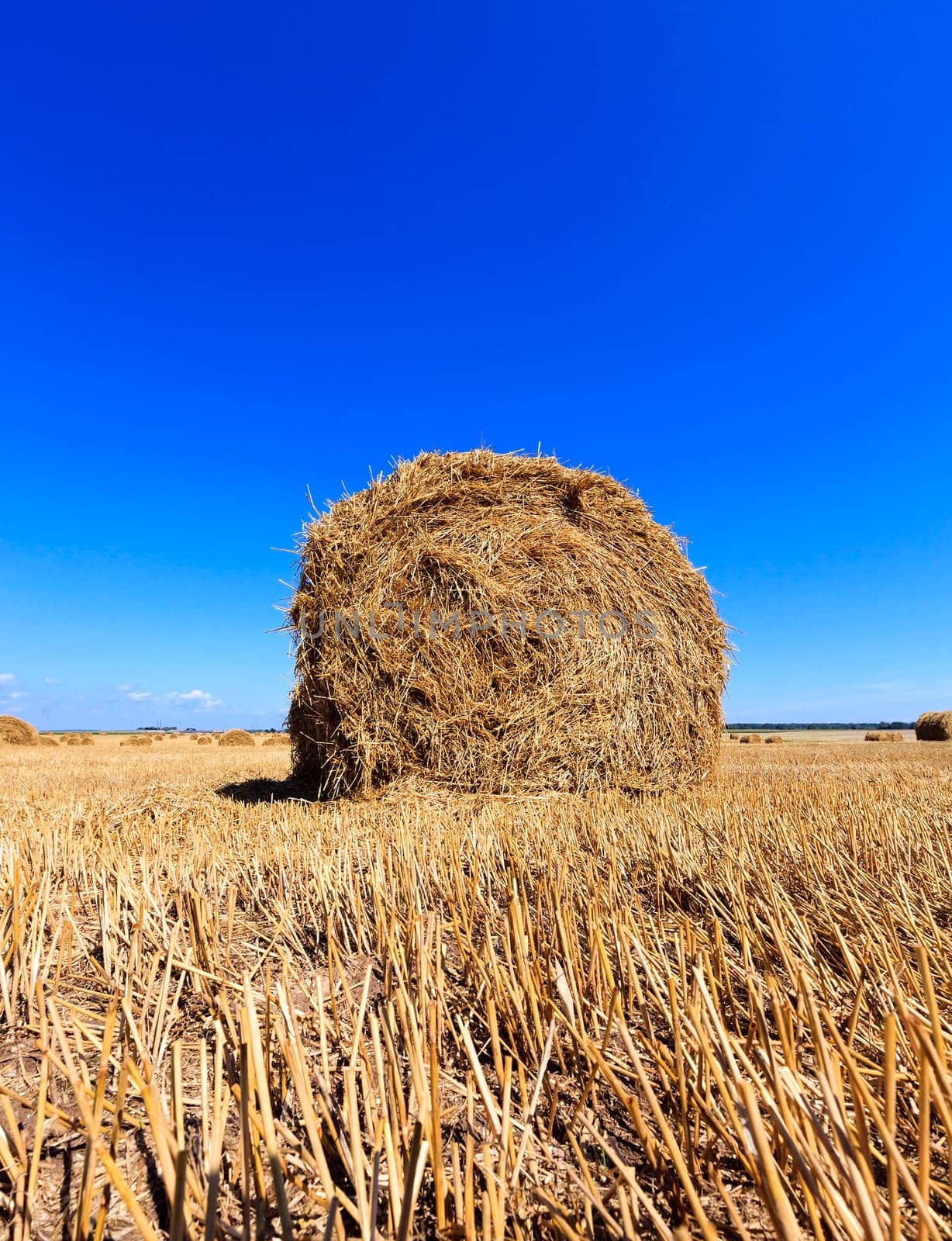 agricultural field where harvest of cereals, close up