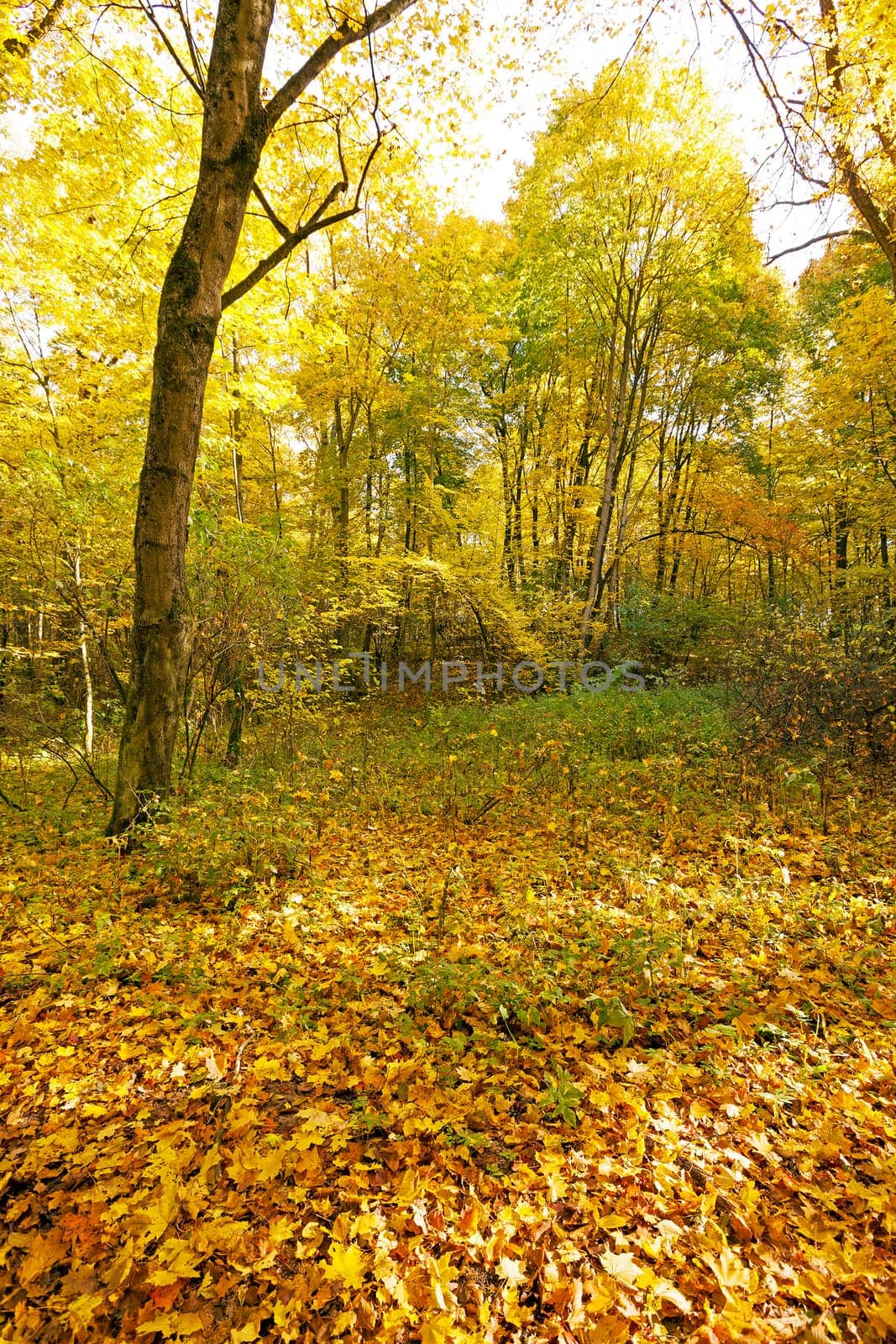 the trees growing in the territory of the wood   in an autumn season