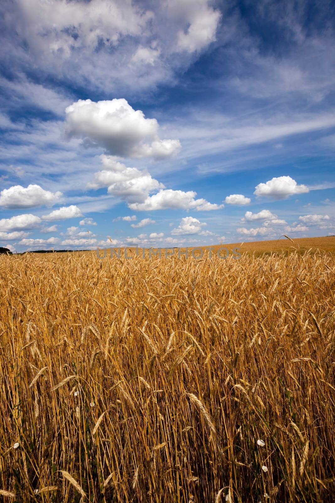 an agricultural field on which grows green unripe cereals