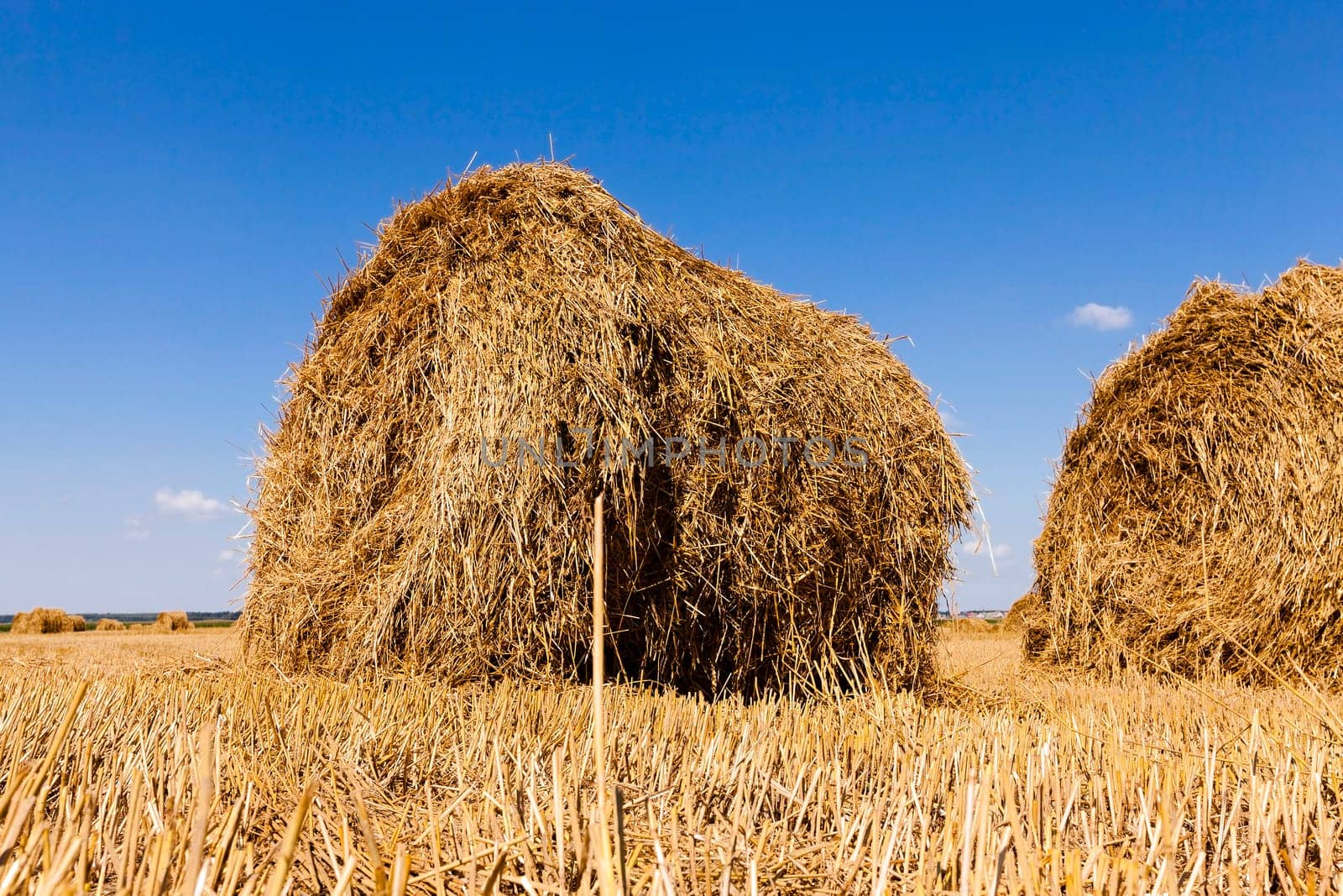 photographed close up two bales of hay on the background of cut wheat. Blue sky.