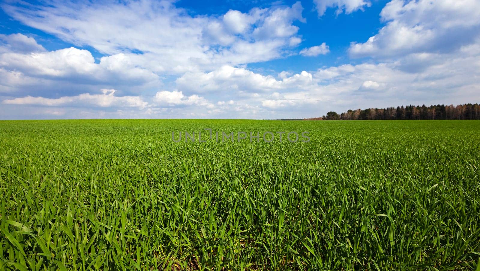 Agricultural field on which wheat grows young. On the edge of the field is growing forest.