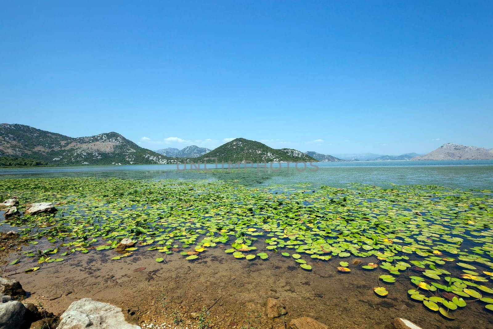 Lake Skadar located in Montenegro in summertime of year