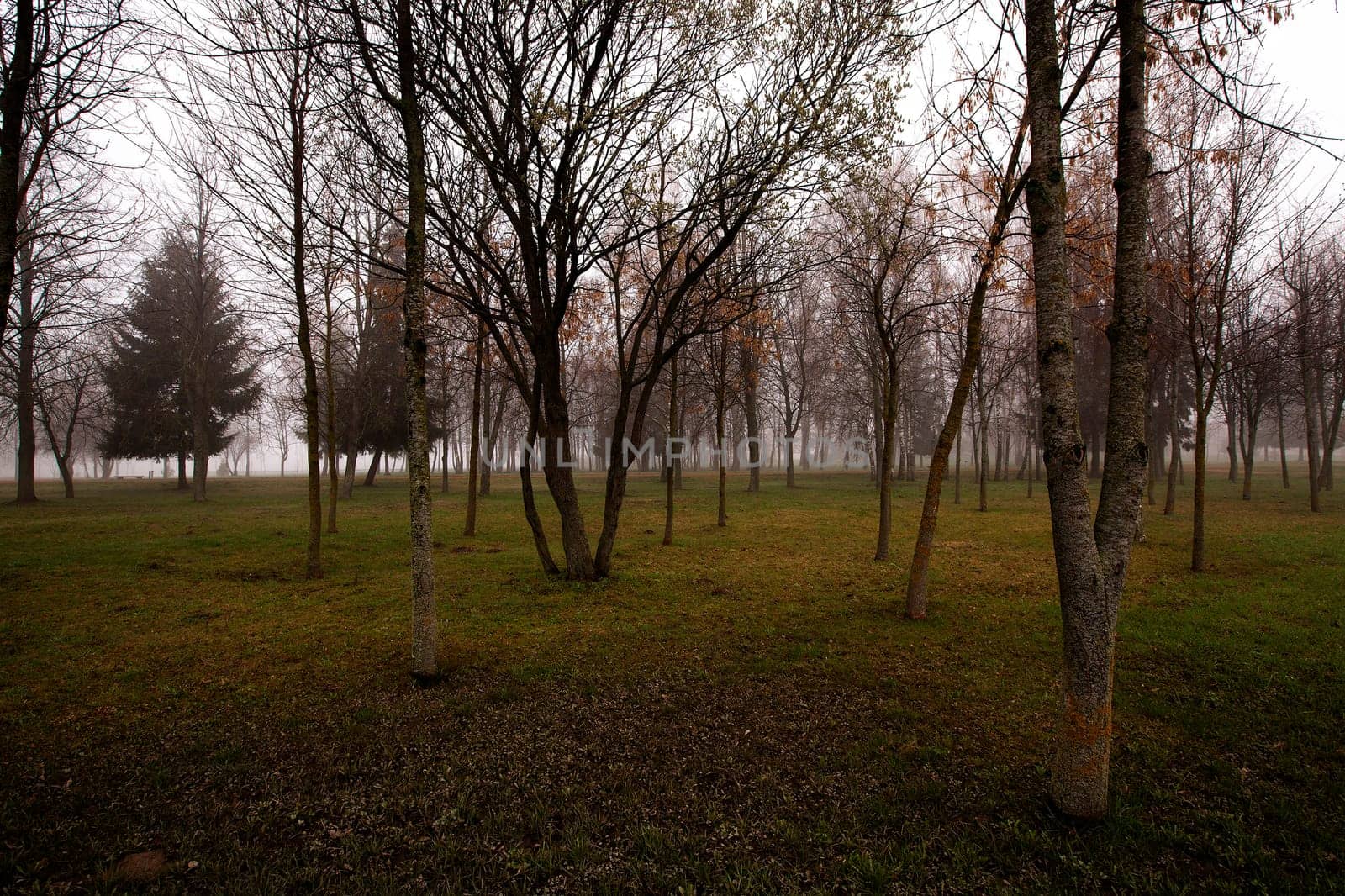 the bare trunks of trees in a city park in autumn.
