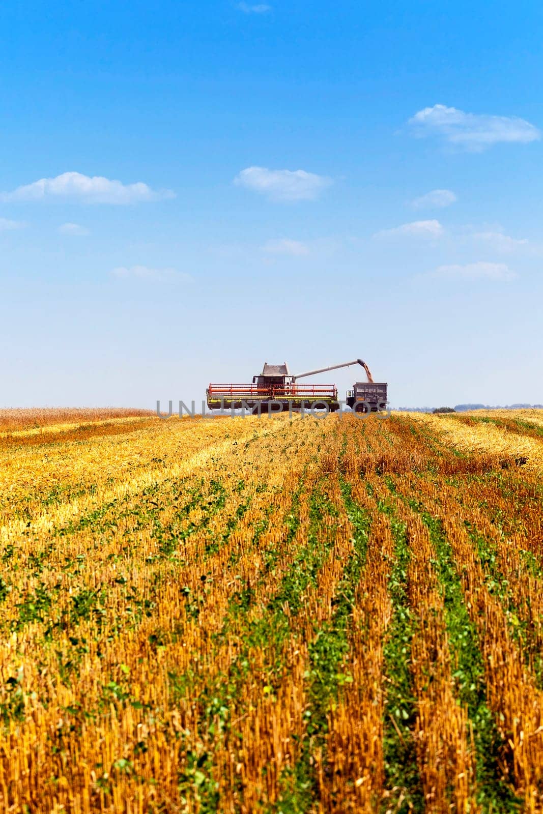 an agricultural field on which carry out wheat cleaning