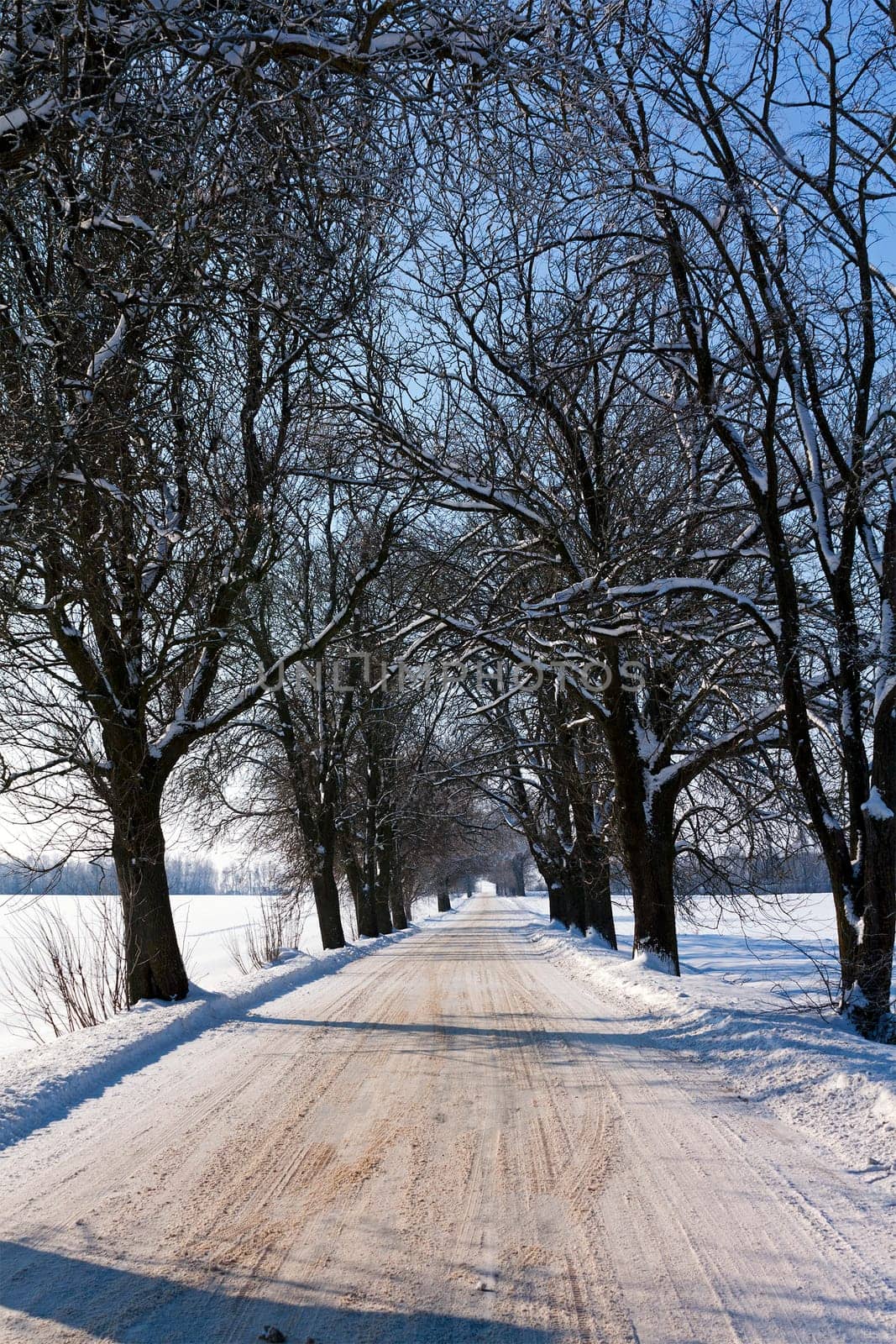 driving road covered with snow. There are trees on the roadside.