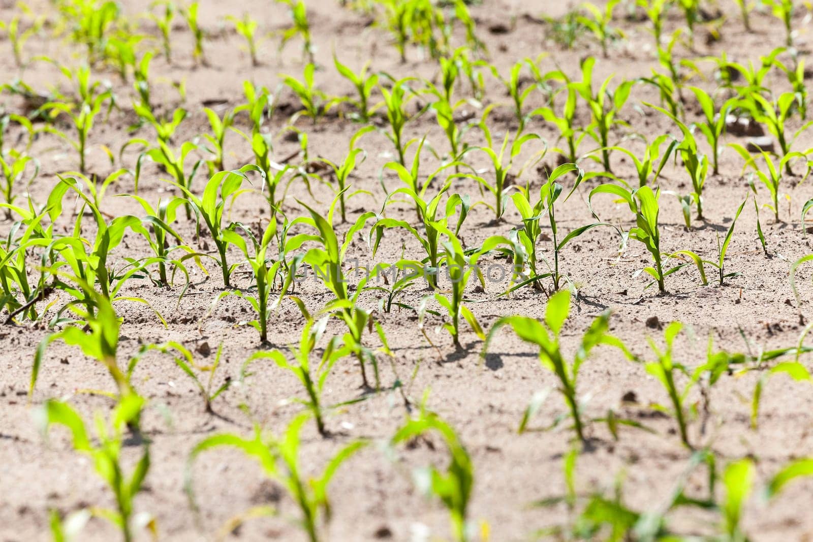 agricultural field on which to grow crops - corn in the spring season