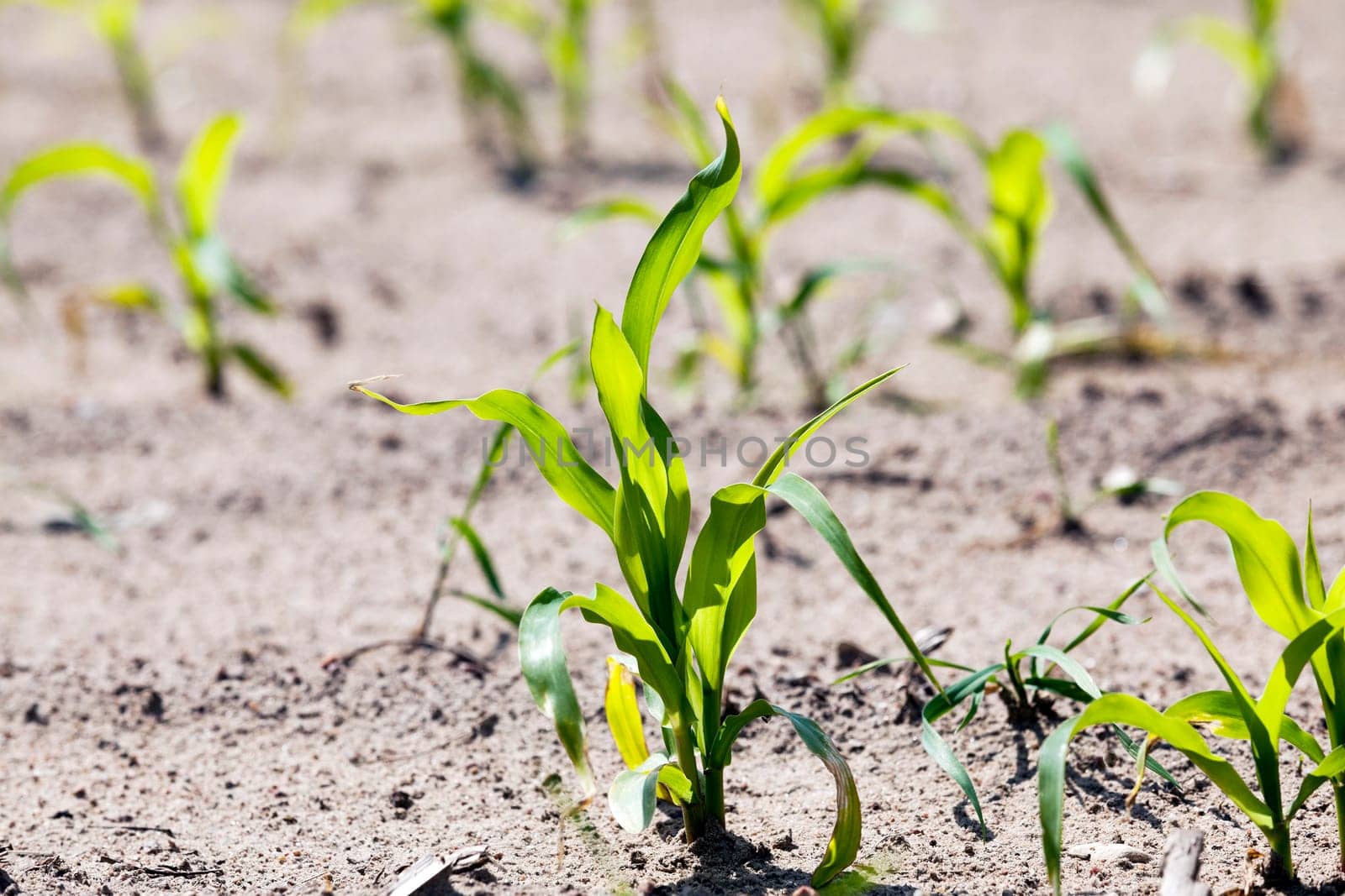 an agricultural field, which is growing young green corn. close-up