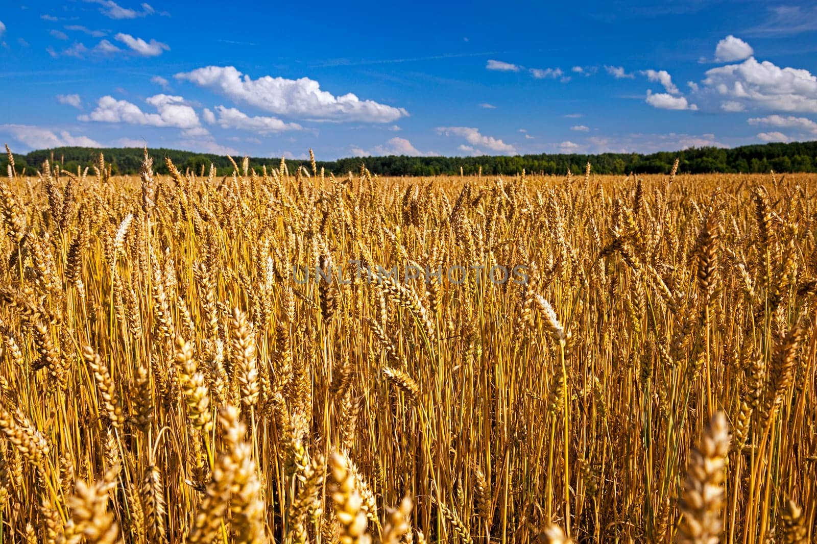 Agricultural field on which grow ripe wheat.