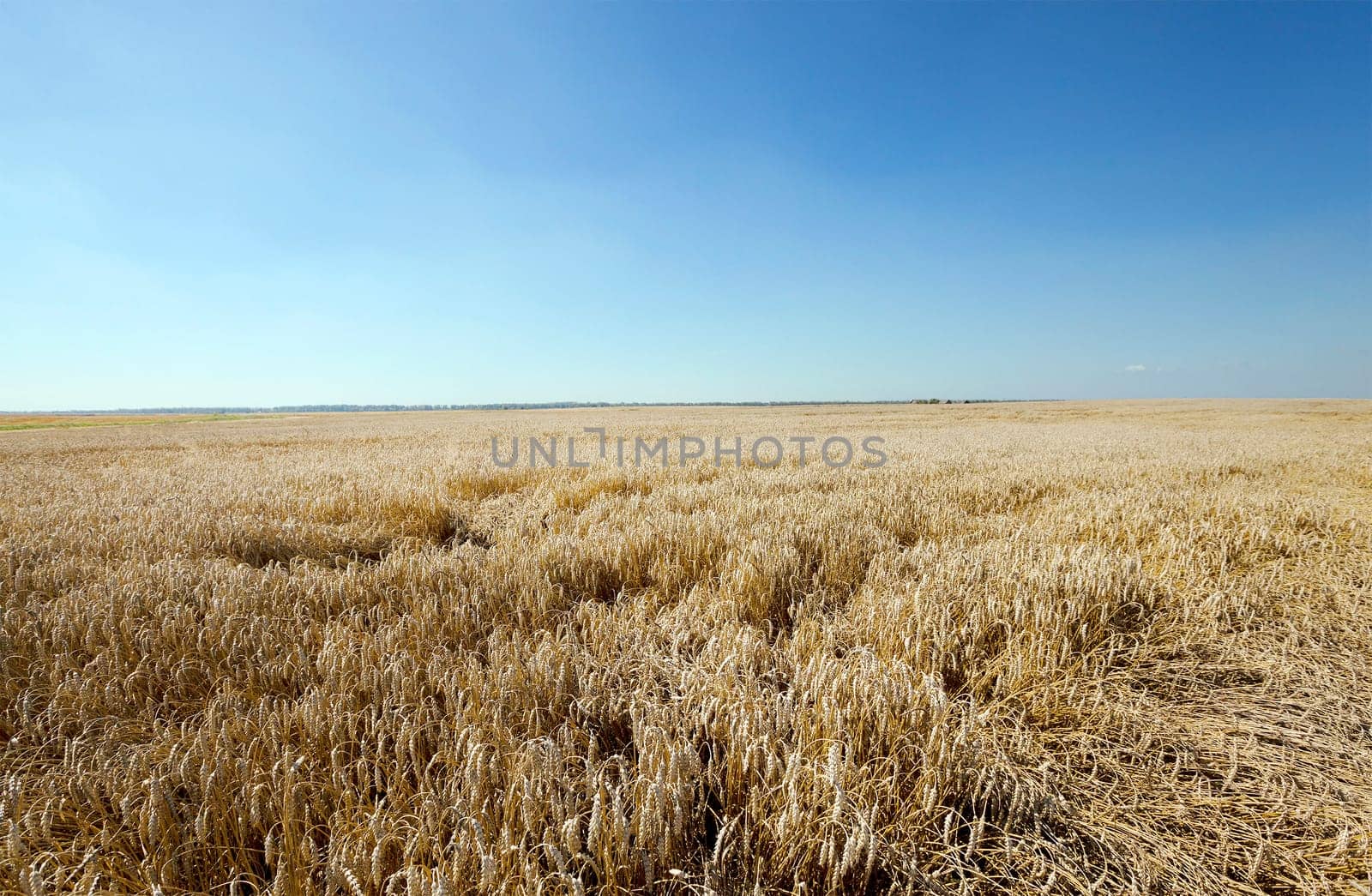 Agricultural field on which grow ripe wheat.