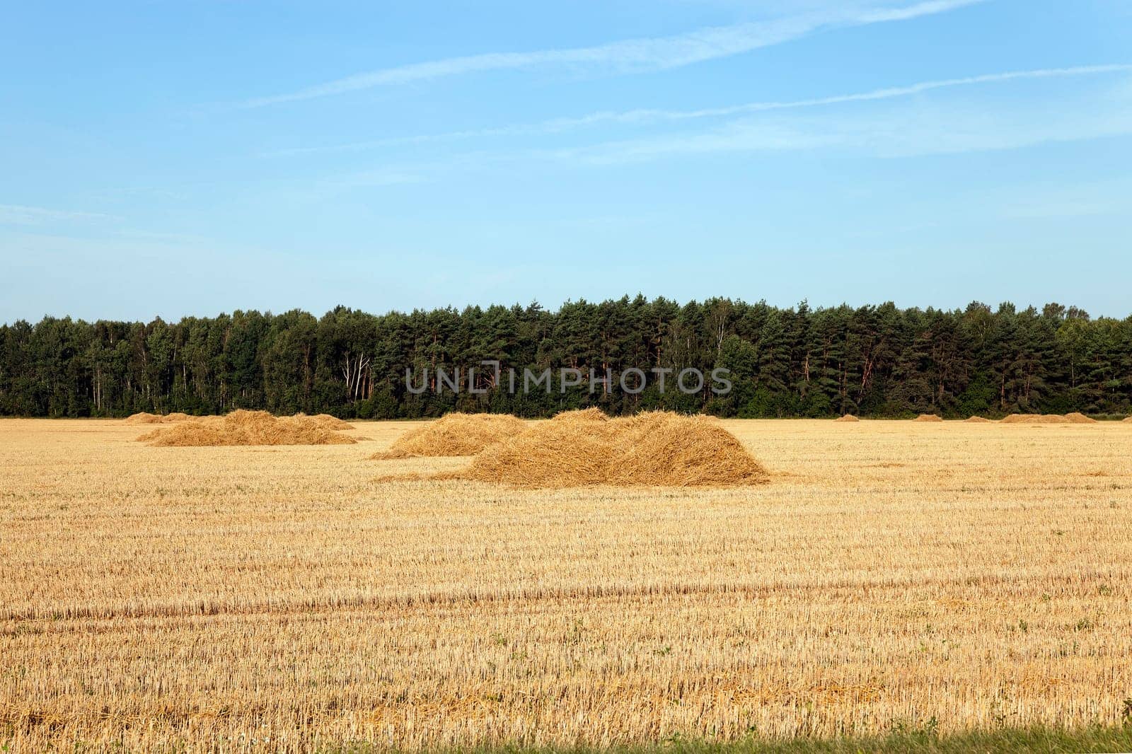 an agricultural field on which collect wheat