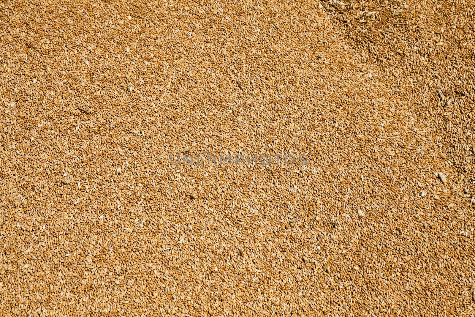 the grains of wheat collected in heaps during harvesting