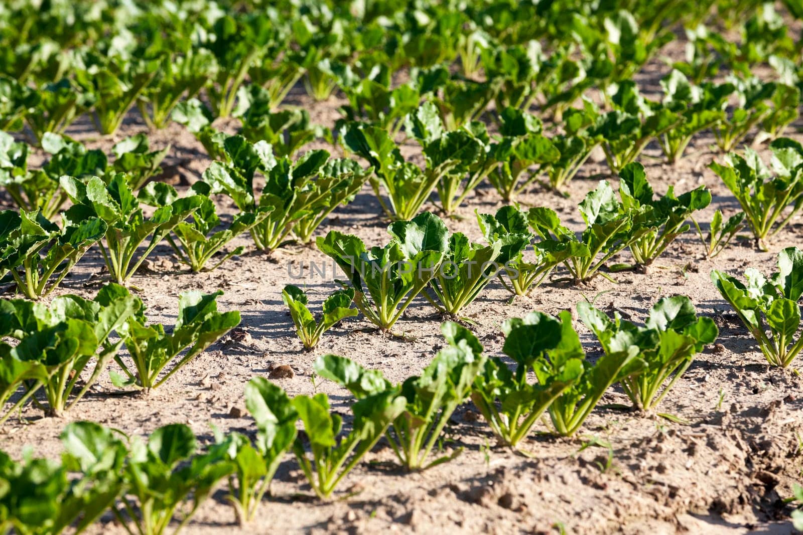 Agricultural field on which grow sugar beets. Spring. beetroot sprouts