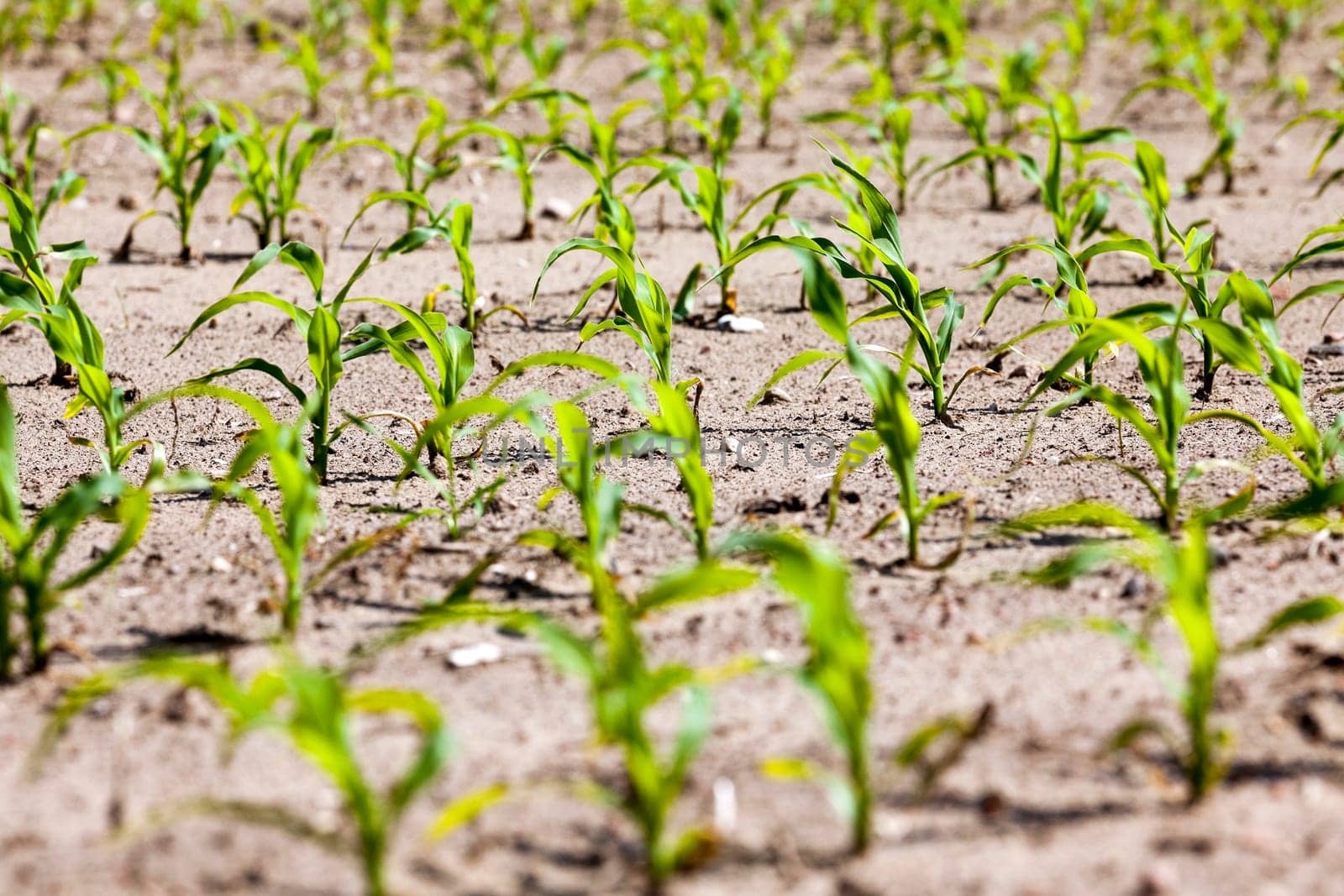 agricultural field, which is growing young green corn. Spring
