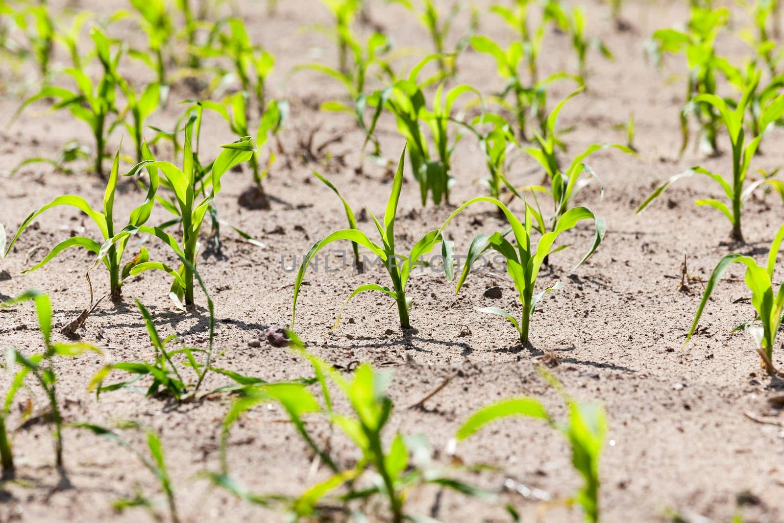 an agricultural field, which is growing young green corn. close-up