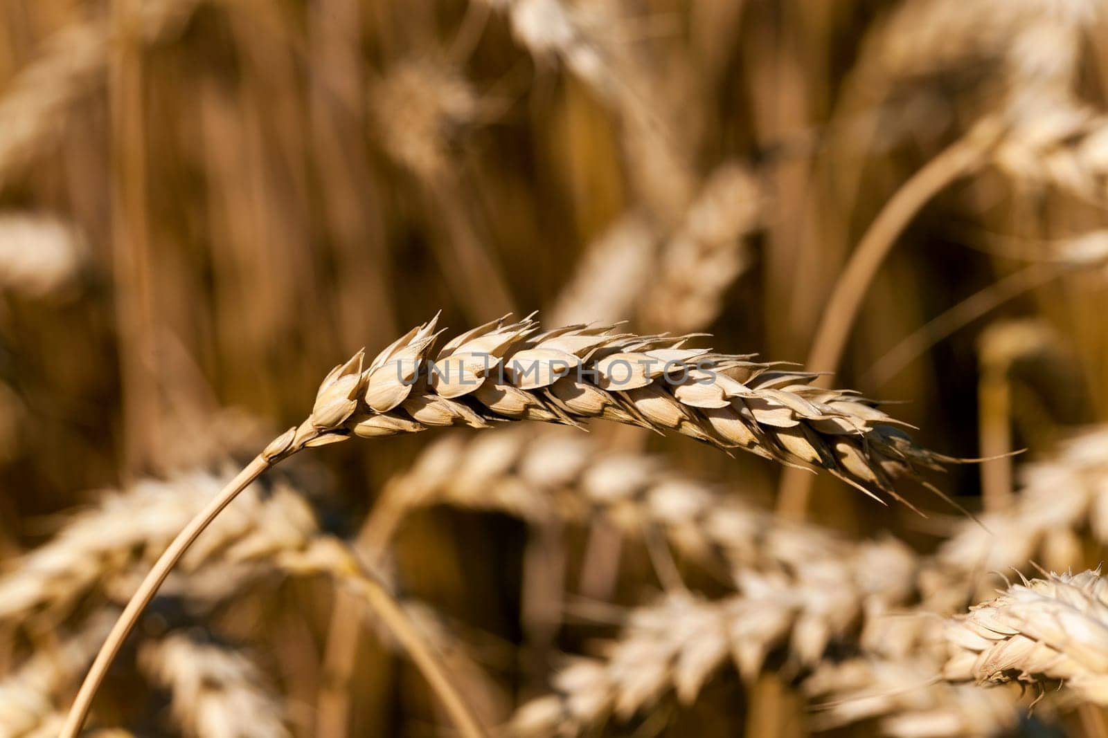 Agricultural field on which grow ripe cereals