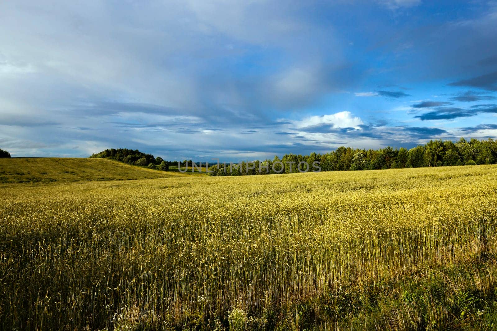 Agricultural field on which grow wheat. Stormy weather.