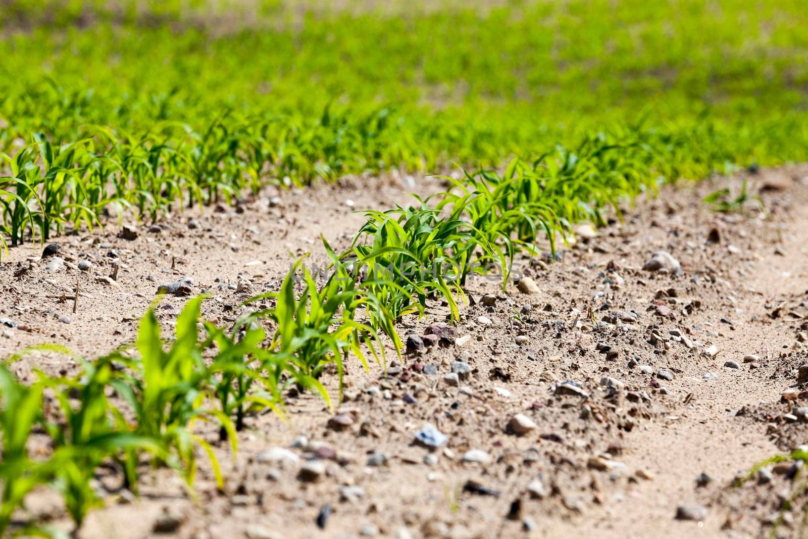 an agricultural field, which is growing young green corn. Spring. close-up