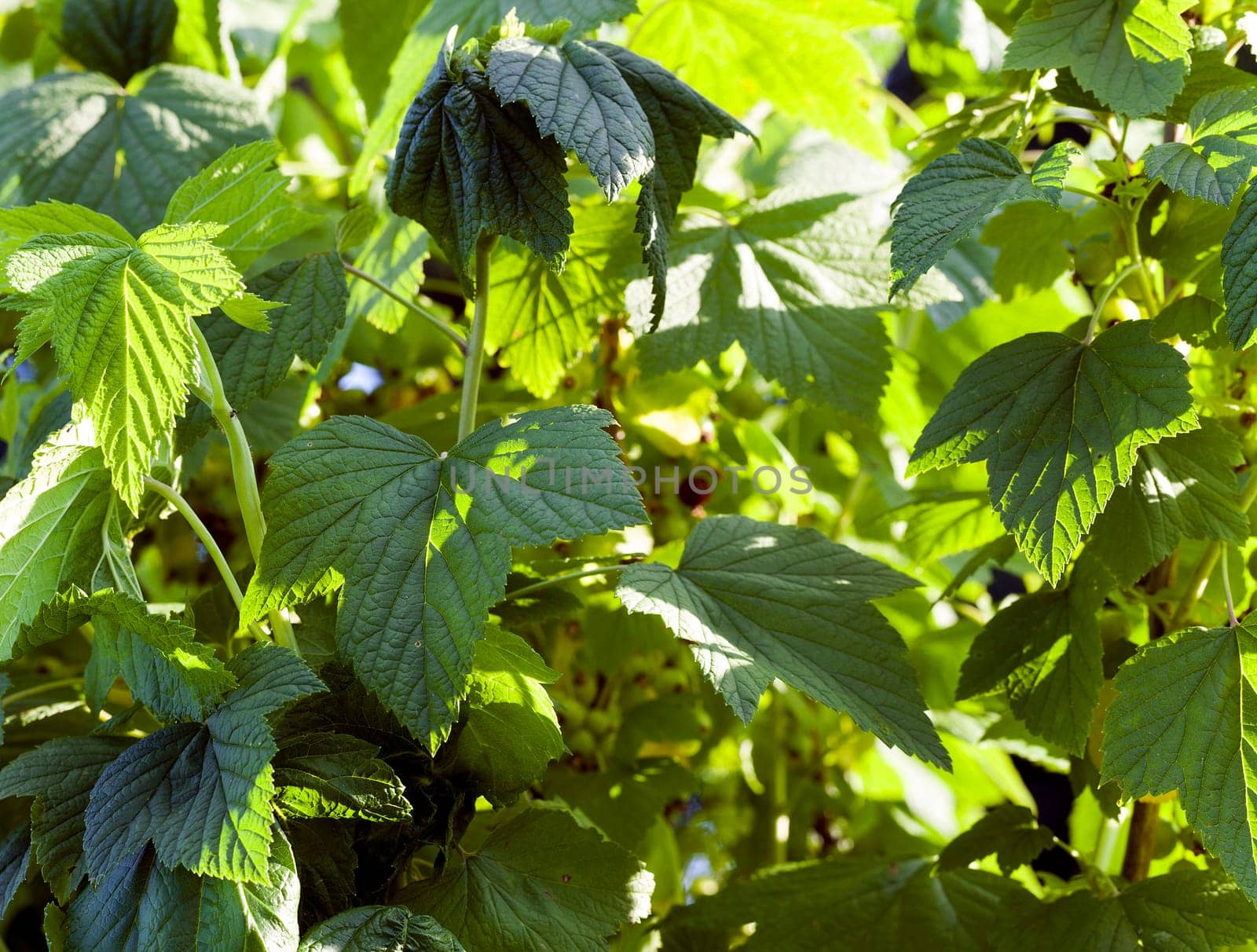 Photo made at the agricultural farm for the production of agricultural products