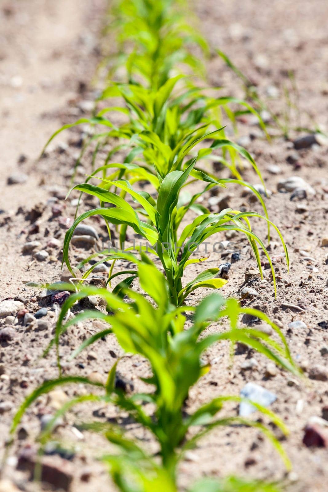an agricultural field, which is growing young green corn. close-up