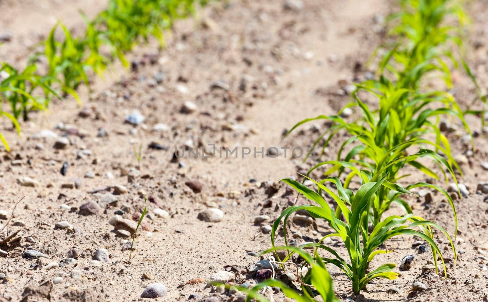 an agricultural field, which is growing young green corn. close-up